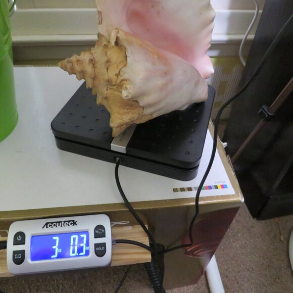Large Real Conch Sea Shell 9x8" 6" tall has some chips Warm Tan - Picture 13 of 13